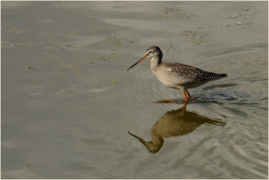 Dunkler Wasserläufer (Tringa erythropus) 