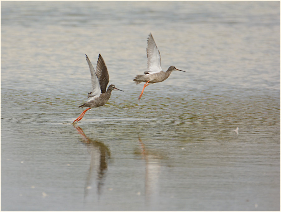 Dunkler Wasserläufer (Tringa erythropus) 