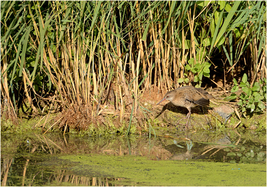 Wasserralle (Rallus aquaticus)