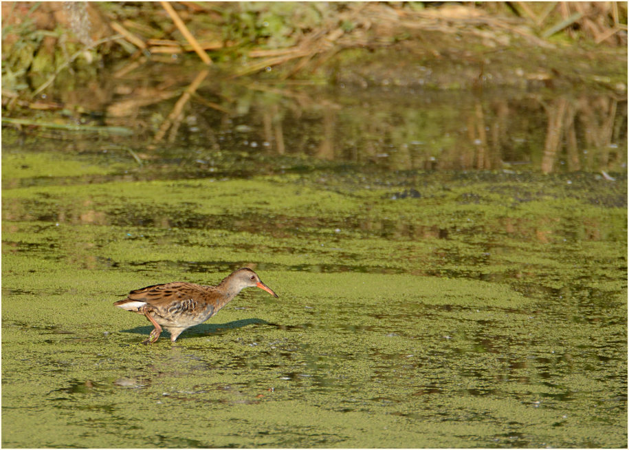 Wasserralle (Rallus aquaticus)