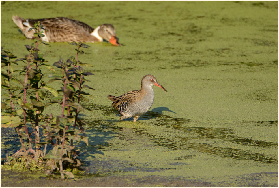 Wasserralle (Rallus aquaticus)