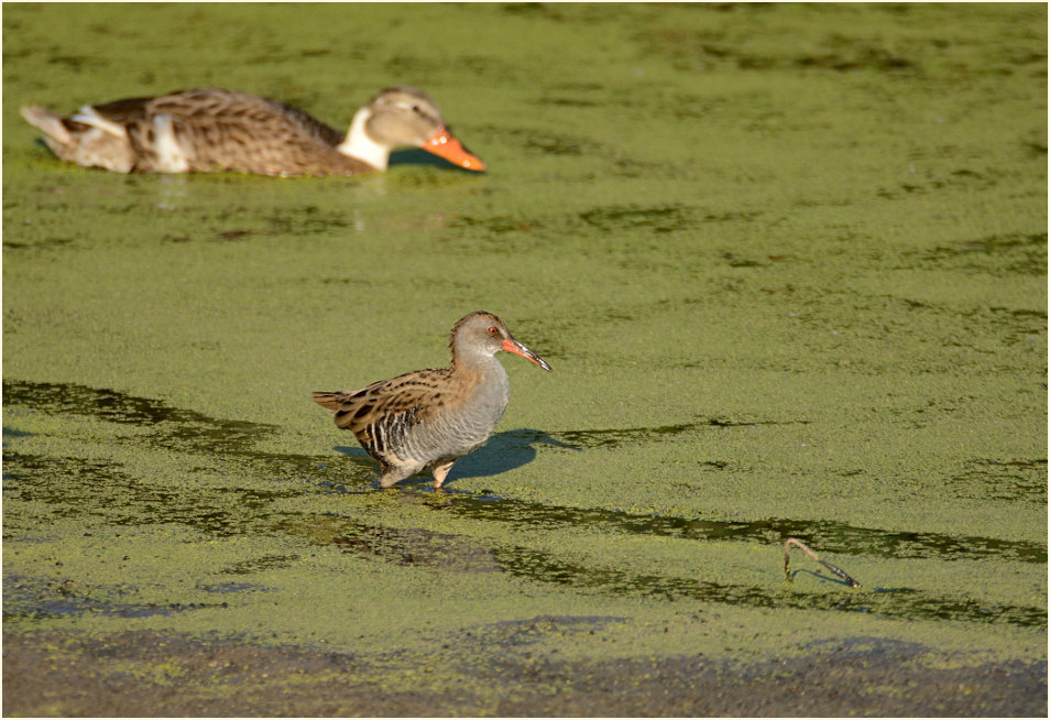 Wasserralle (Rallus aquaticus)