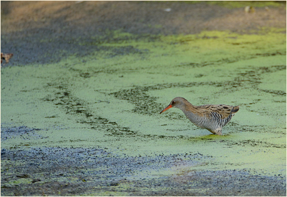 Wasserralle (Rallus aquaticus)