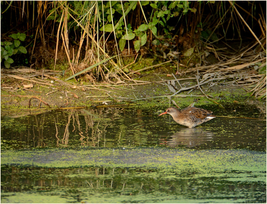 Wasserralle (Rallus aquaticus)