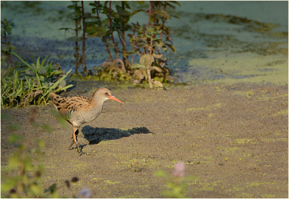 Wasserralle (Rallus aquaticus)