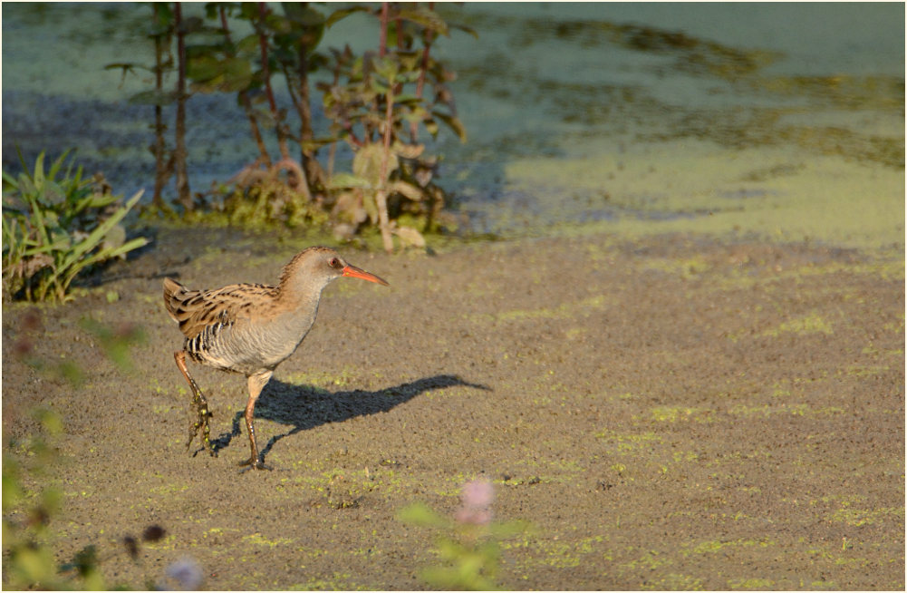 Wasserralle (Rallus aquaticus)