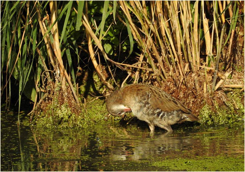 Wasserralle (Rallus aquaticus)