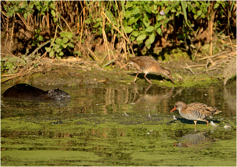 Wasserralle (Rallus aquaticus)