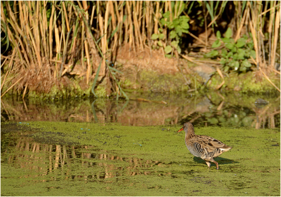 Wasserralle (Rallus aquaticus)