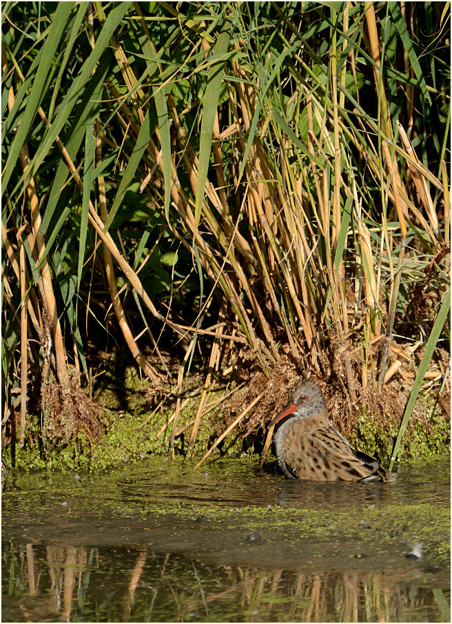 Wasserralle (Rallus aquaticus)