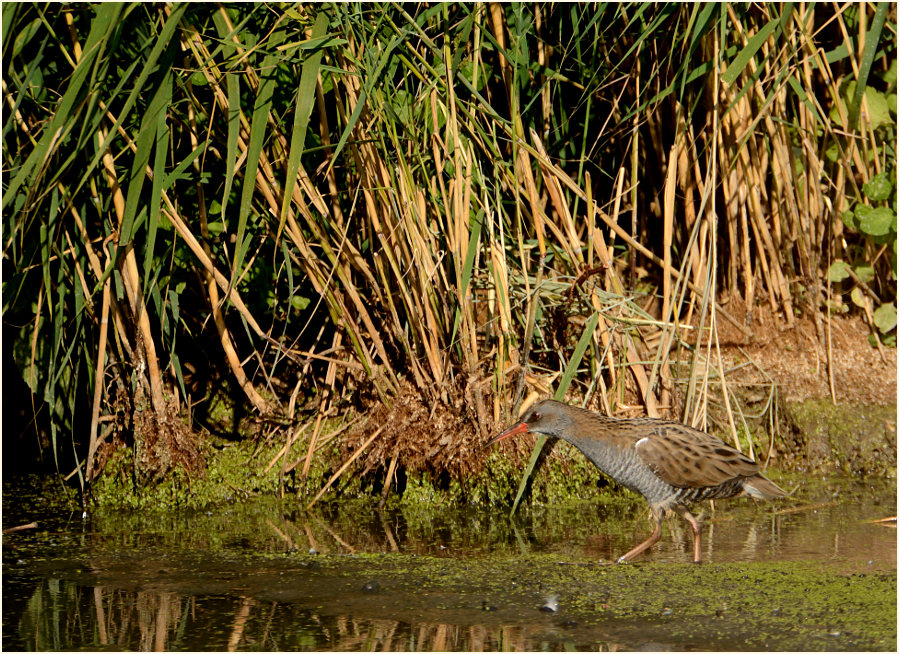 Wasserralle (Rallus aquaticus)