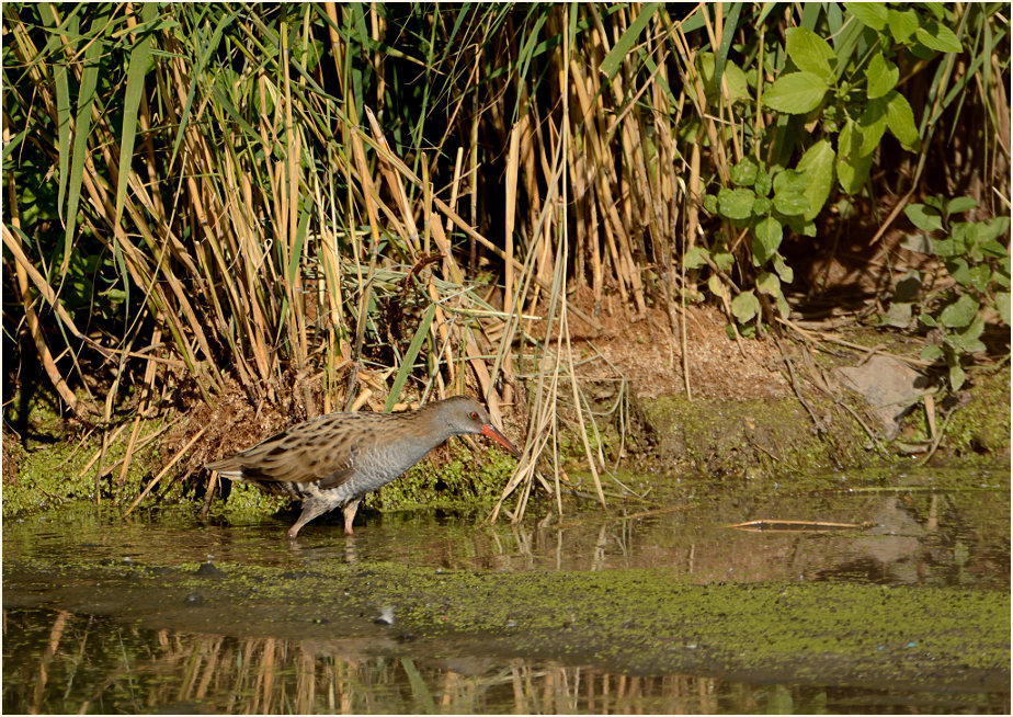 Wasserralle (Rallus aquaticus)