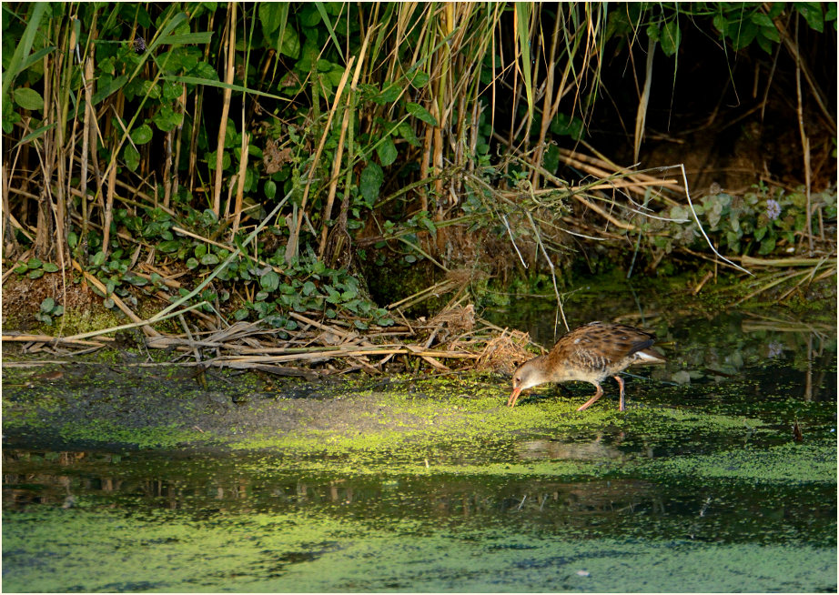 Wasserralle (Rallus aquaticus)