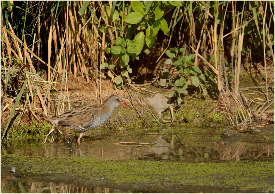 Wasserralle (Rallus aquaticus)
