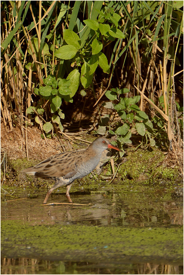 Wasserralle (Rallus aquaticus)
