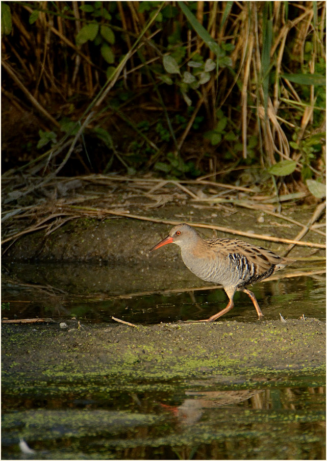 Wasserralle (Rallus aquaticus)