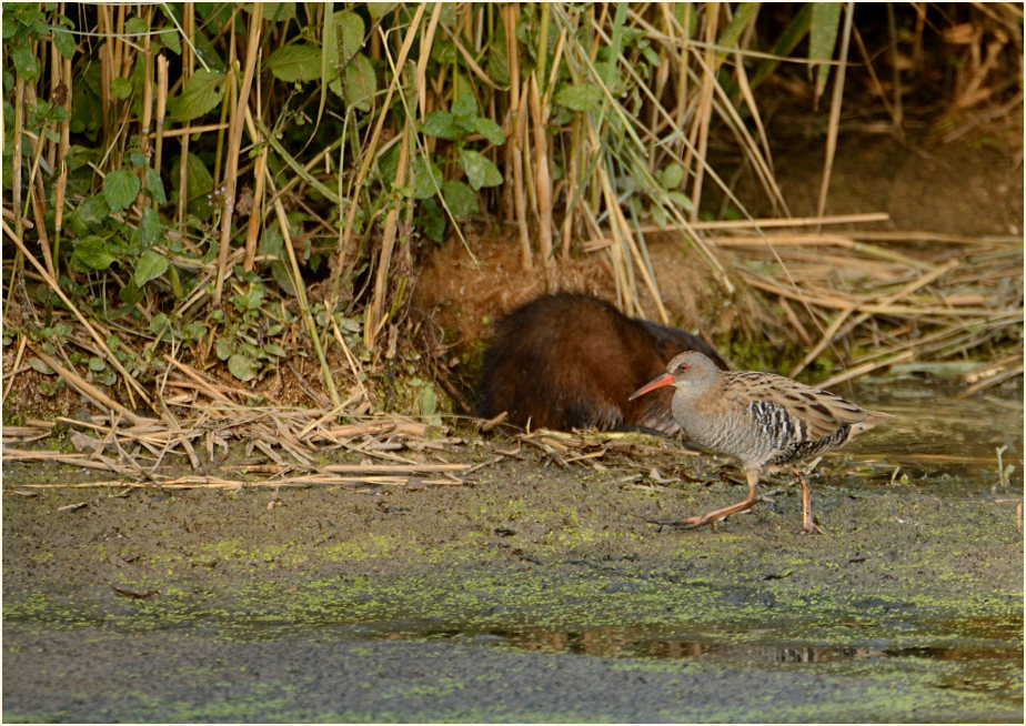 Wasserralle (Rallus aquaticus)