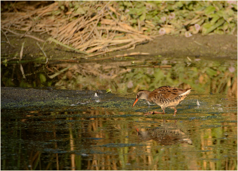 Wasserralle (Rallus aquaticus)