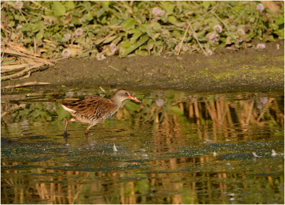 Wasserralle (Rallus aquaticus)