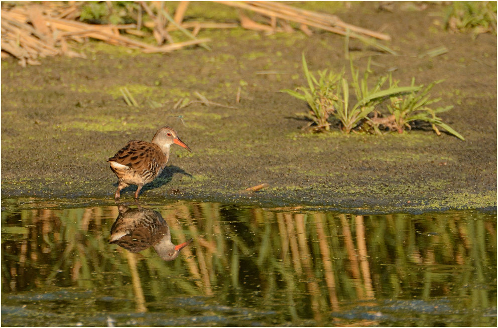 Wasserralle (Rallus aquaticus)