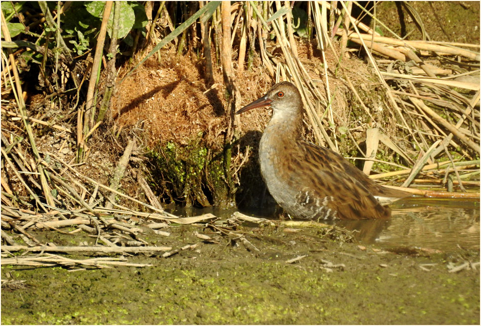 Wasserralle (Rallus aquaticus)