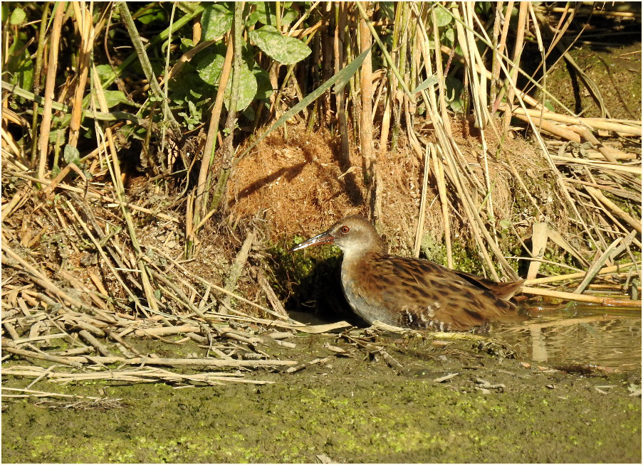 Wasserralle (Rallus aquaticus)