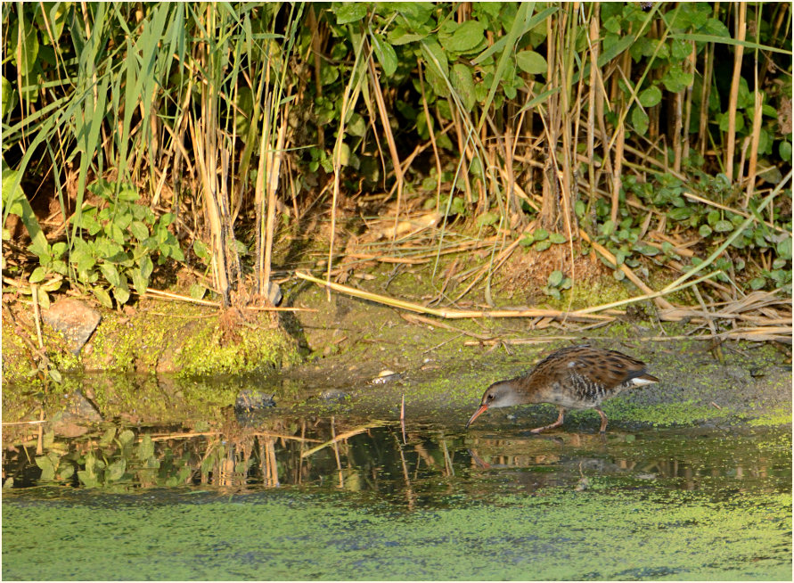 Wasserralle (Rallus aquaticus)