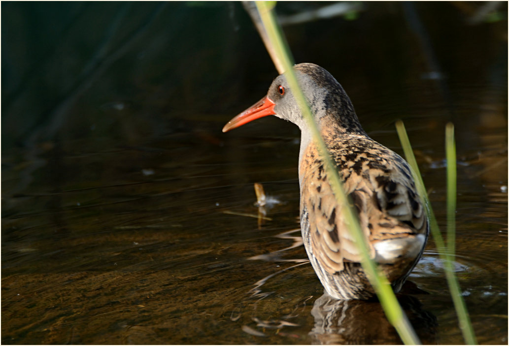 Wasserralle (Rallus aquaticus)