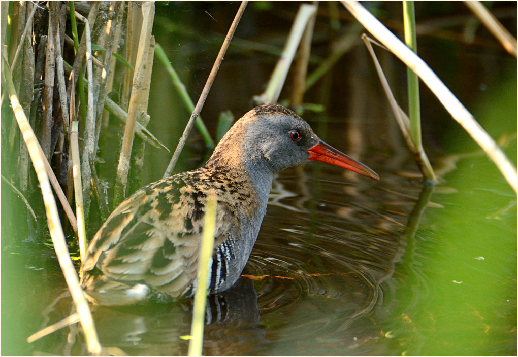 Wasserralle (Rallus aquaticus)