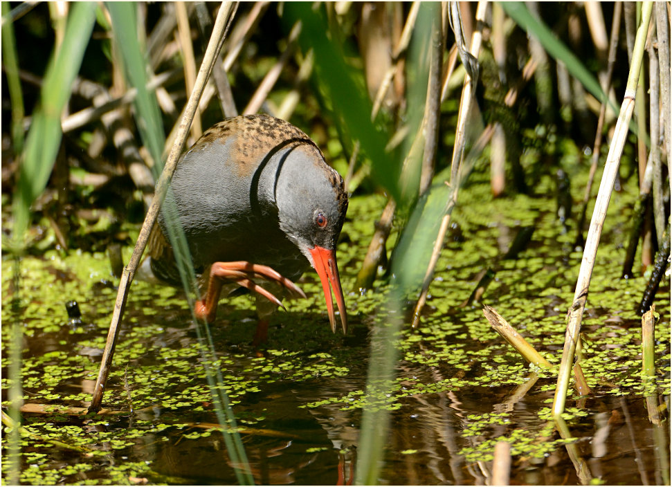 Wasserralle (Rallus aquaticus)