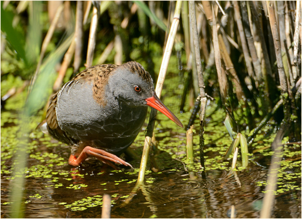 Wasserralle (Rallus aquaticus)