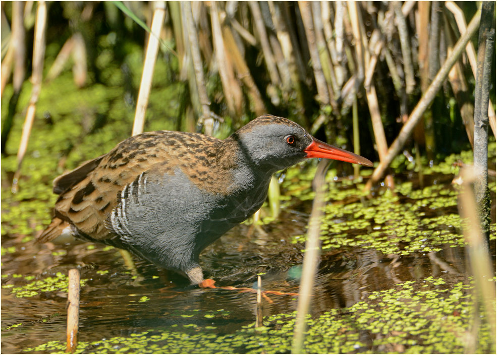 Wasserralle (Rallus aquaticus)