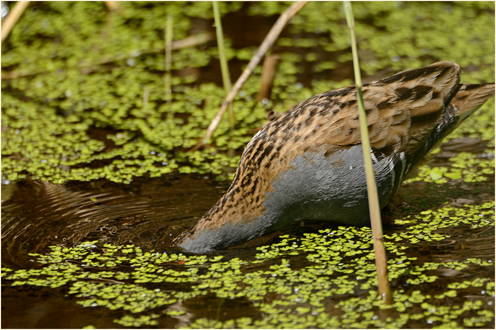 Wasserralle (Rallus aquaticus)