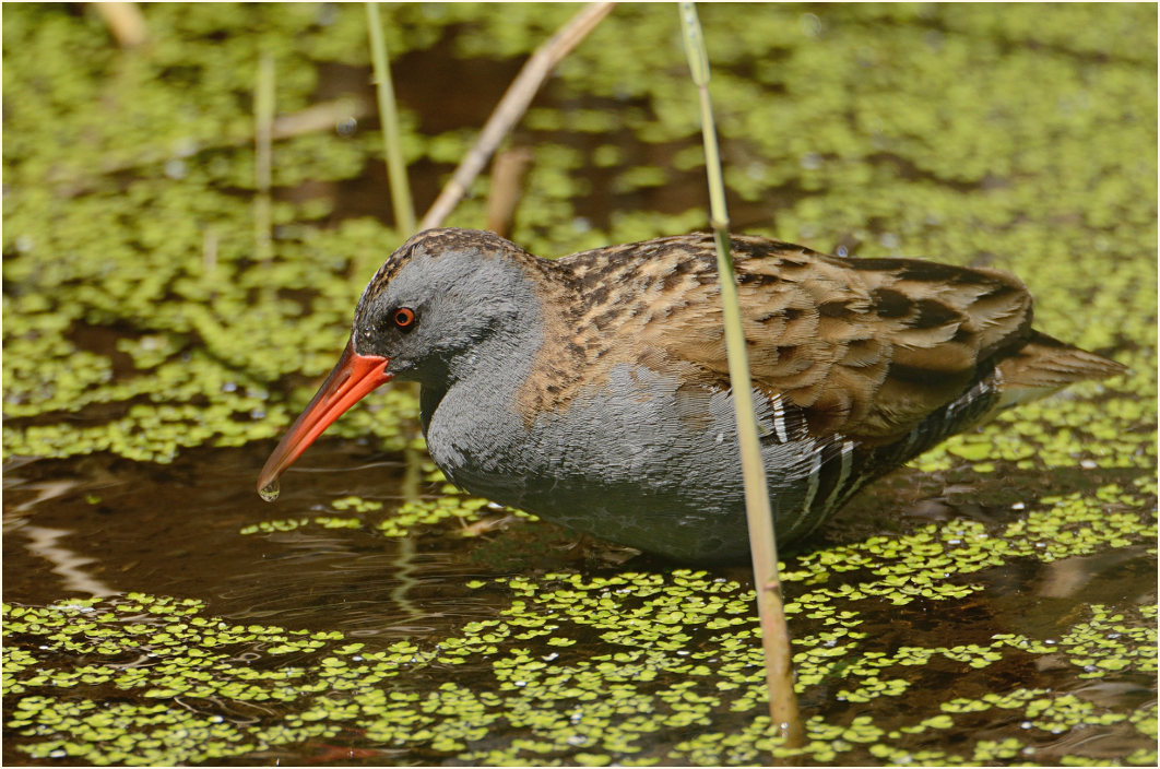 Wasserralle (Rallus aquaticus)