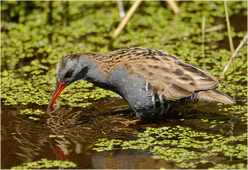 Wasserralle (Rallus aquaticus)