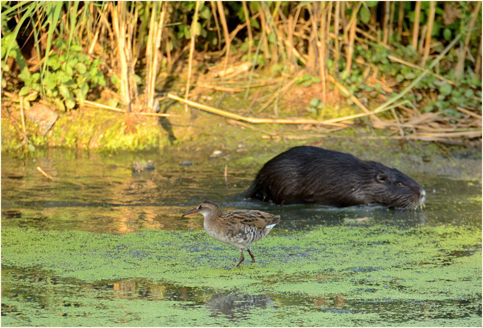 Wasserralle (Rallus aquaticus)