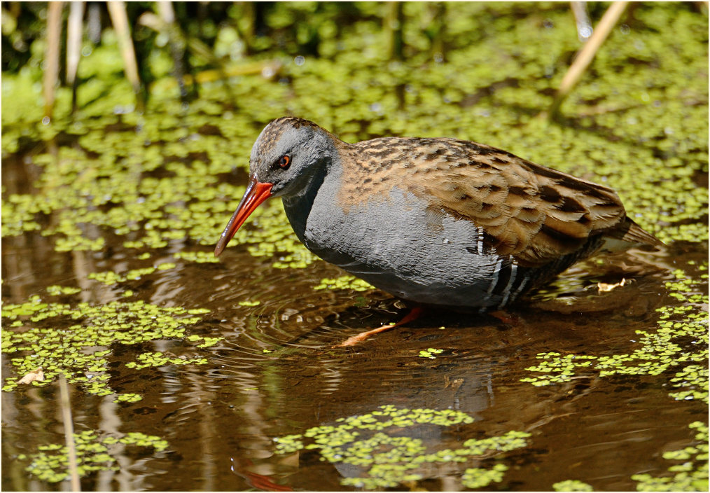 Wasserralle (Rallus aquaticus)