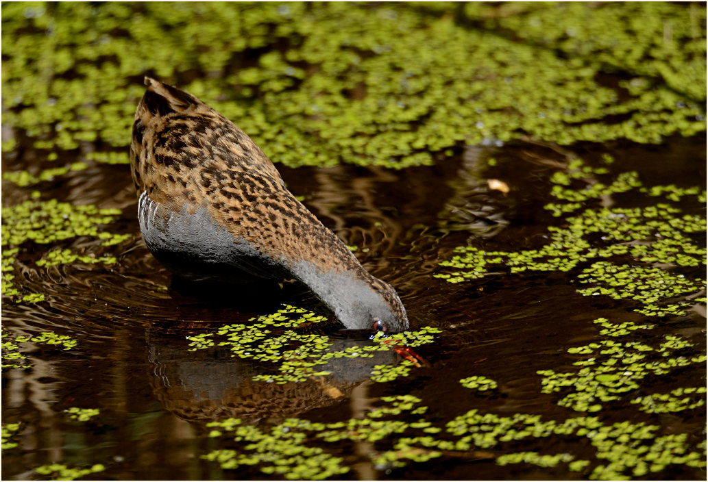Wasserralle (Rallus aquaticus)