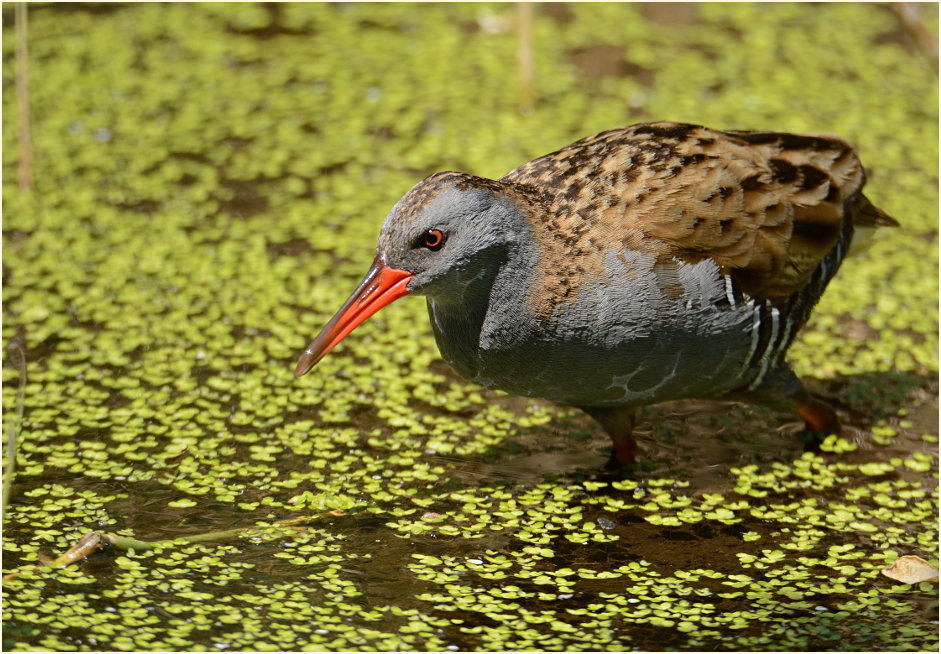 Wasserralle (Rallus aquaticus)
