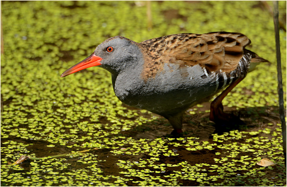 Wasserralle (Rallus aquaticus)