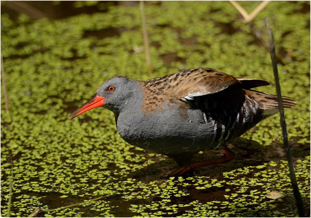 Wasserralle (Rallus aquaticus)