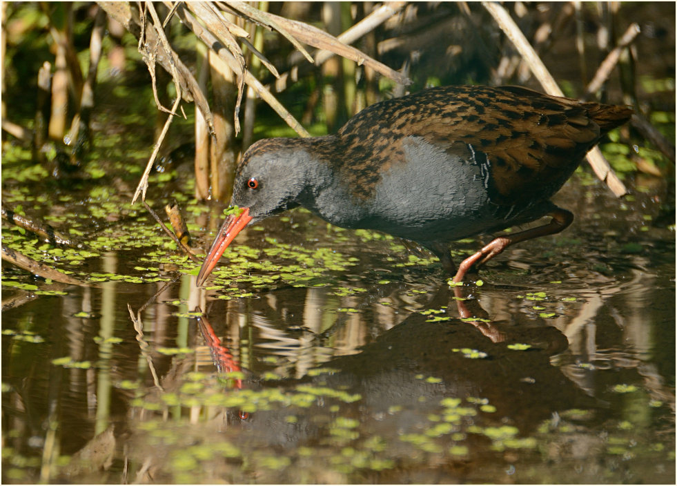 Wasserralle (Rallus aquaticus)