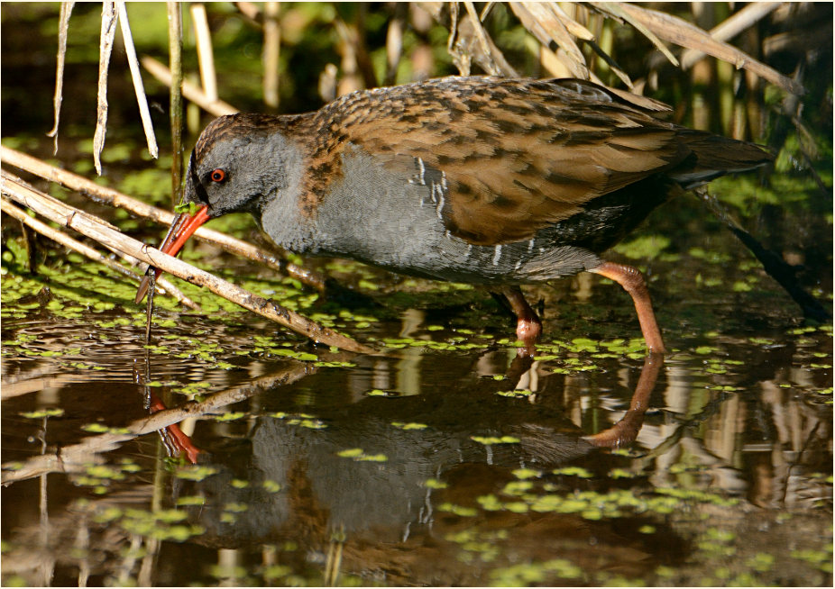 Wasserralle (Rallus aquaticus)