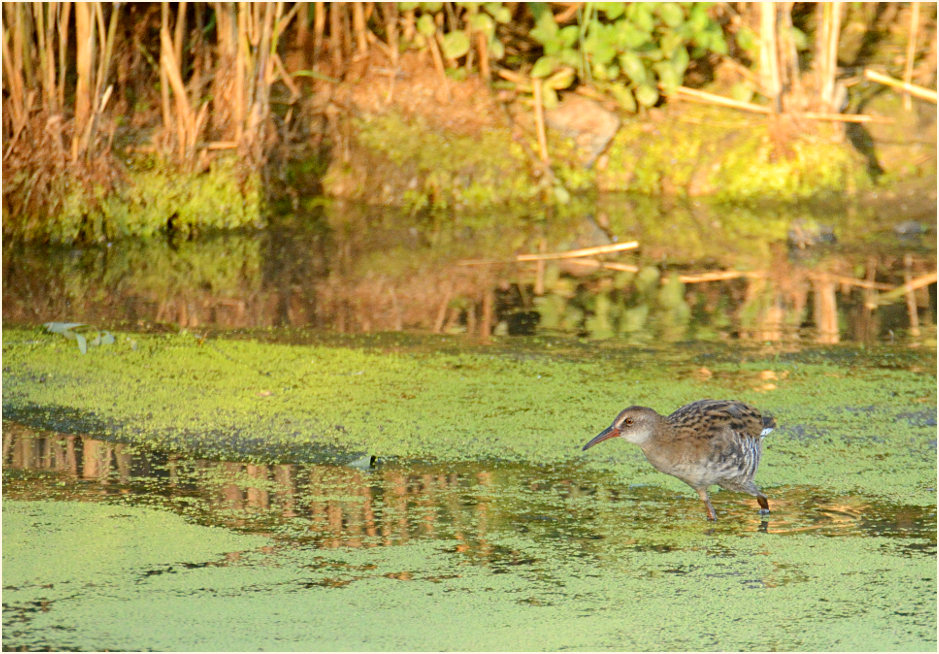 Wasserralle (Rallus aquaticus)