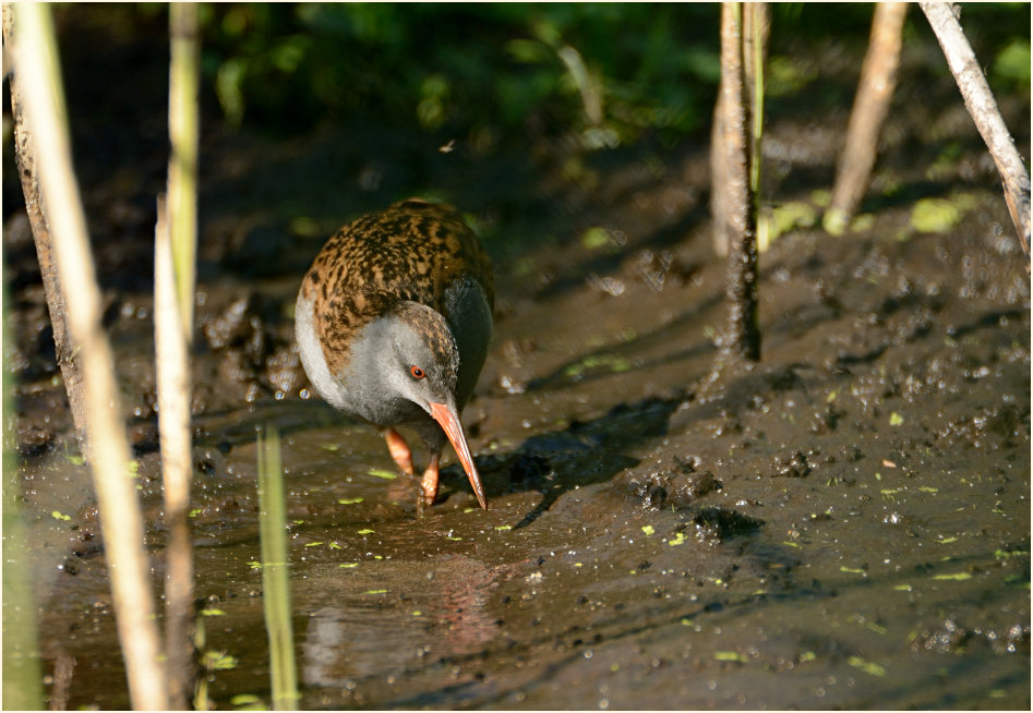 Wasserralle (Rallus aquaticus)