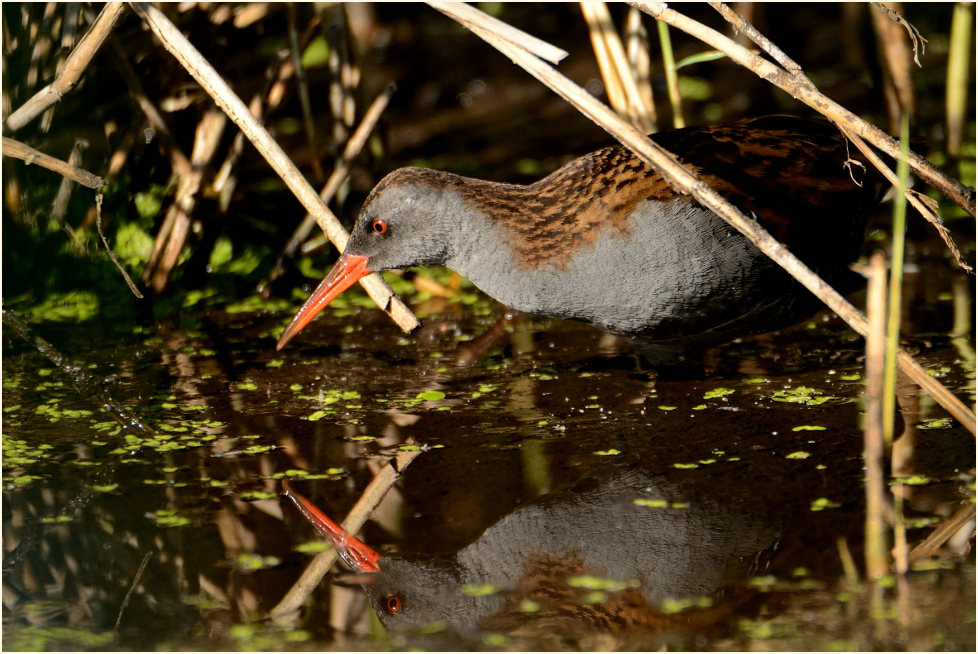 Wasserralle (Rallus aquaticus)