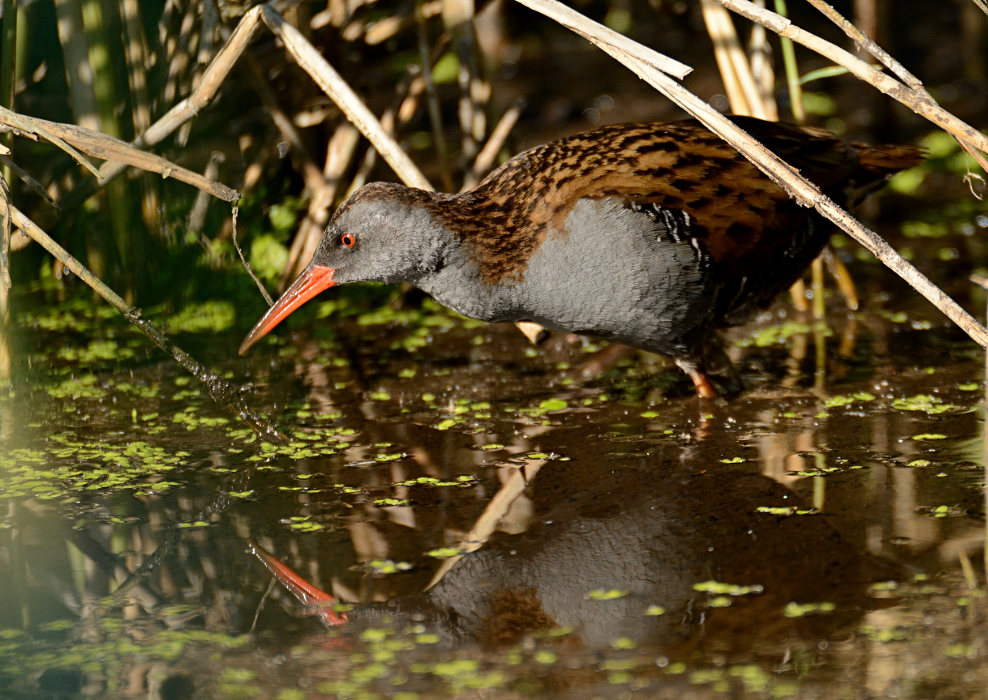 Wasserralle (Rallus aquaticus)