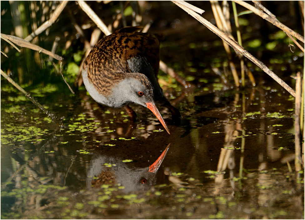 Wasserralle (Rallus aquaticus)