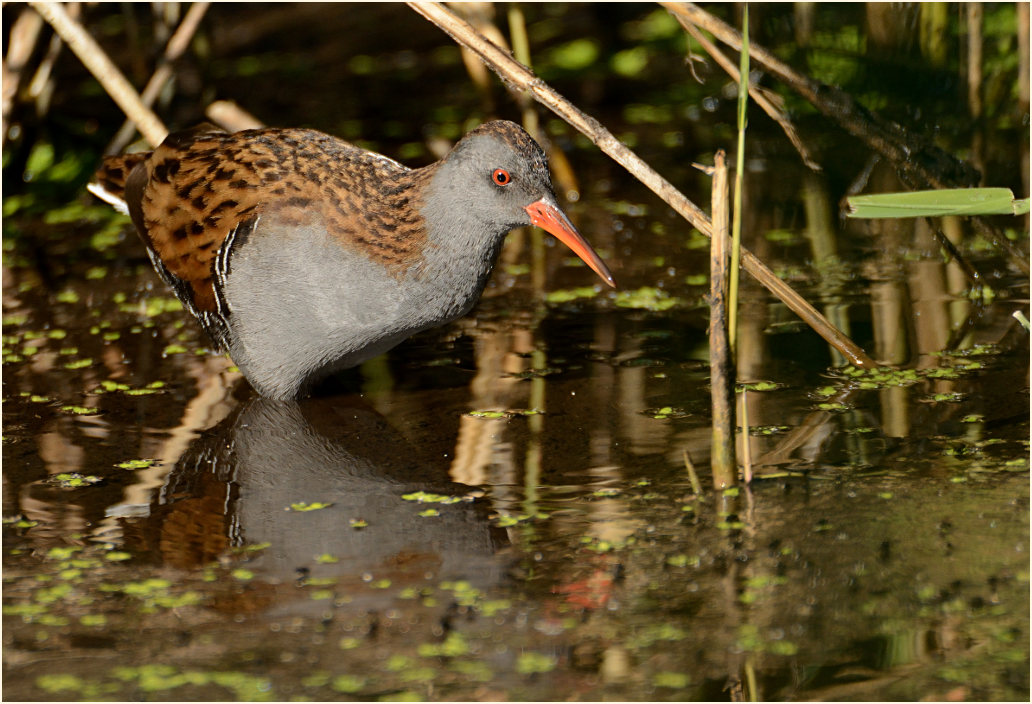 Wasserralle (Rallus aquaticus)
