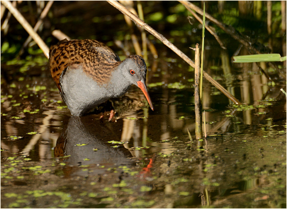 Wasserralle (Rallus aquaticus)